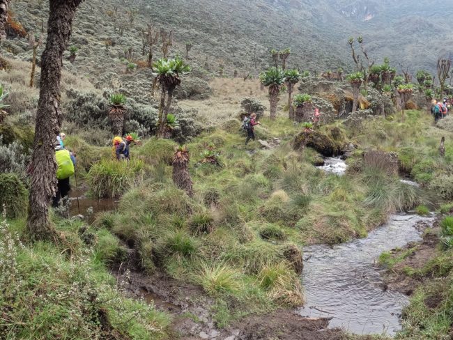 Rwenzori Hike Nature walk