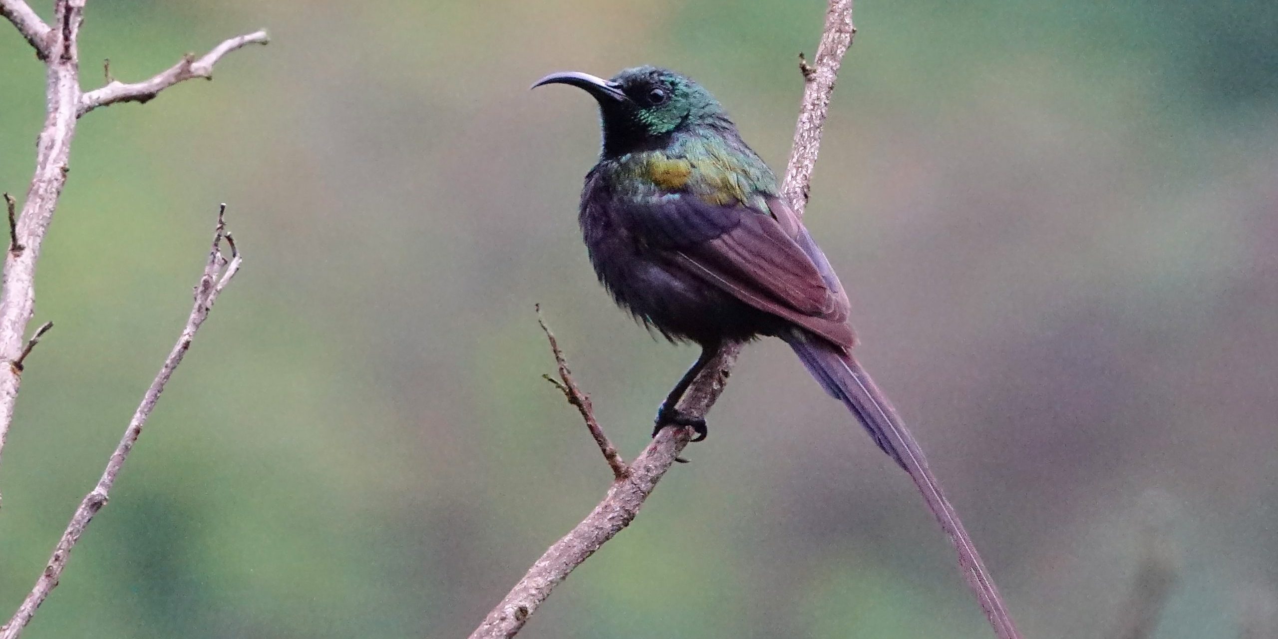 bronze sunbird (c) bellbird Rwenzori wildlife