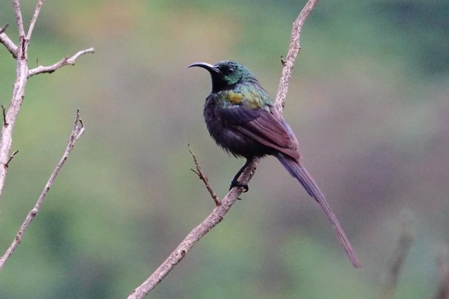 bronze sunbird (c) bellbird Rwenzori wildlife