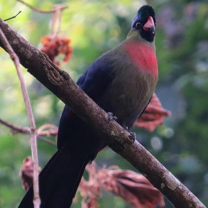 Rwenzori bird watching