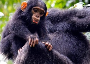 Chimpanzee watching