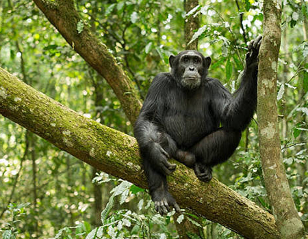 Uganda Chimpanzee watching 