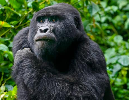 Uganda Gorilla Trekking 