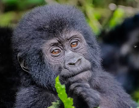Gorilla Trekking Uganda