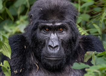 Gorilla Trekking in Uganda