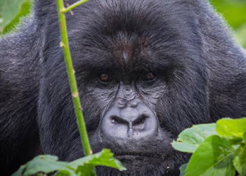 Uganda Gorilla Trekking