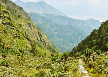 Rwenzori Landscape